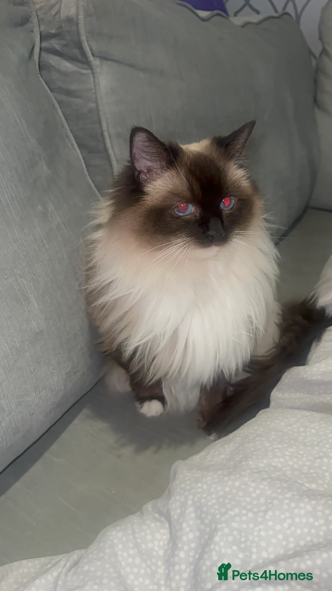 Ragdoll cats for sale: 2 ragdoll cats  - Advert 1