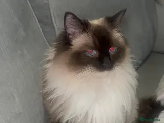 Ragdoll cats 2 ragdoll cats - Advert 5