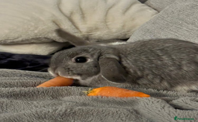 Mini Lop rabbits for sale - Advert 1