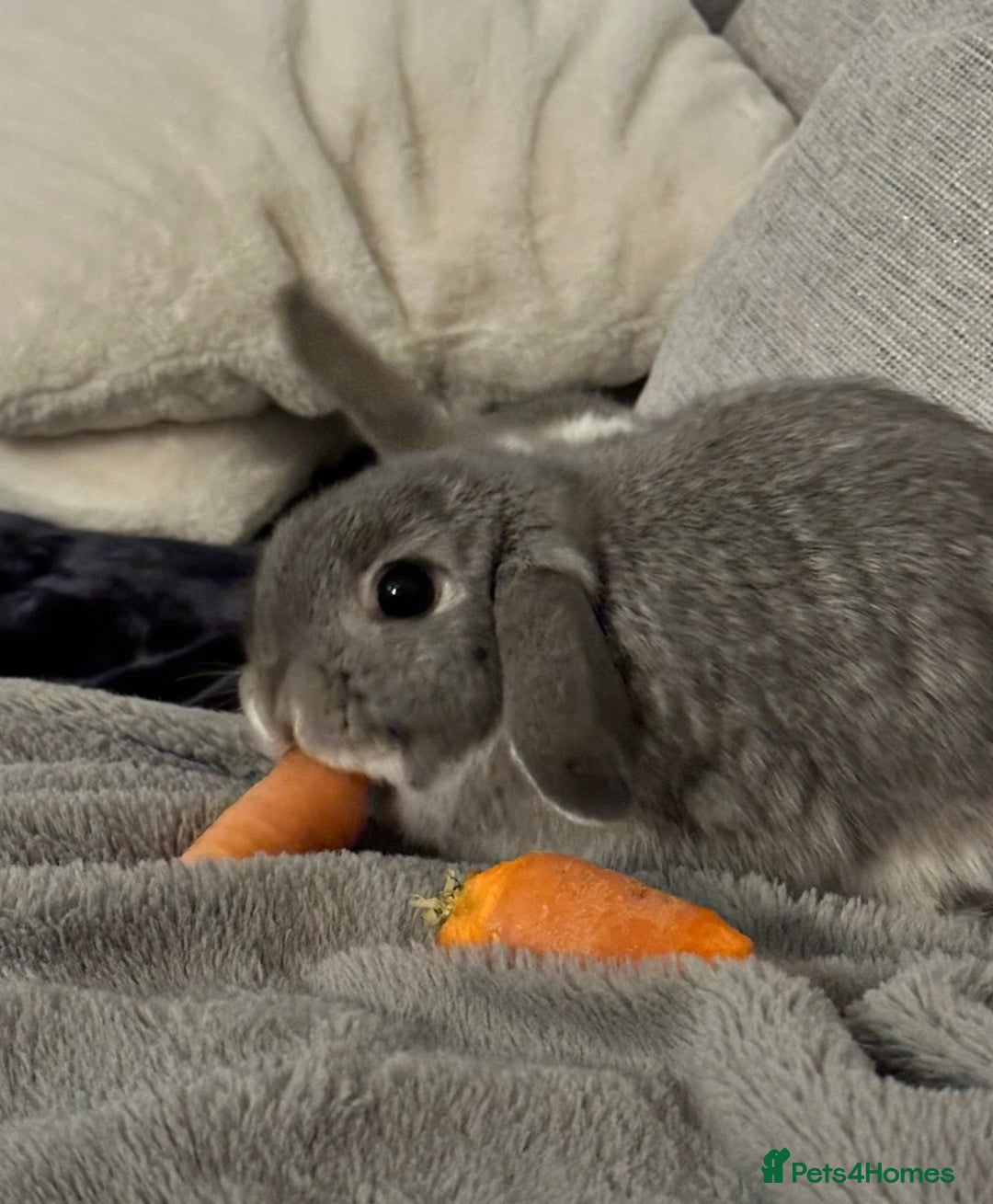 Mini Lop rabbits for sale: Mini lop - Image 1