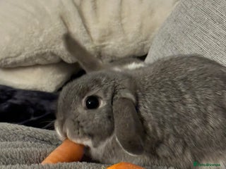 Mini Lop rabbits - Advert 1