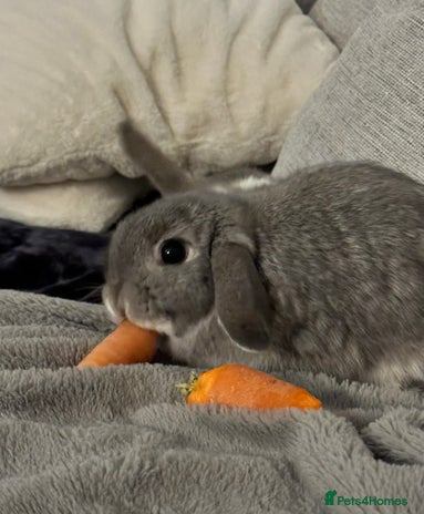 Mini Lop rabbits - Advert 1