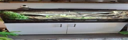 King Snake reptiles for sale: California king snake full set up in Prenton - Advert 4