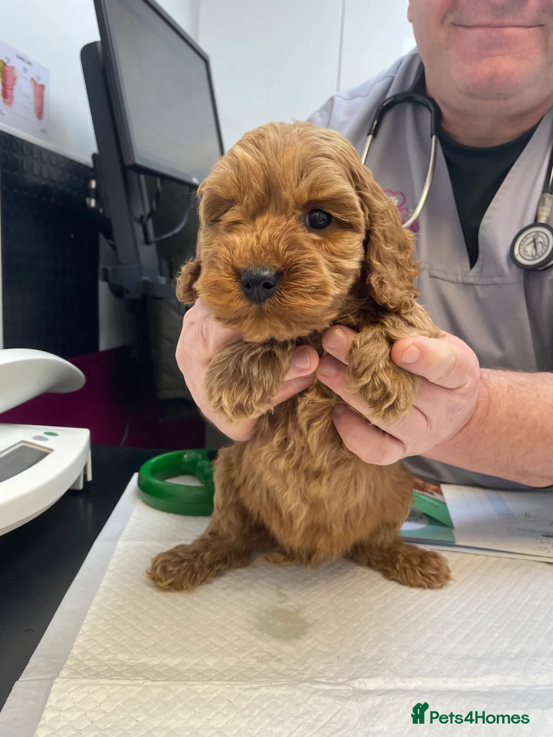 Cockapoo dogs for sale: Cockapoo pups - Advert 4