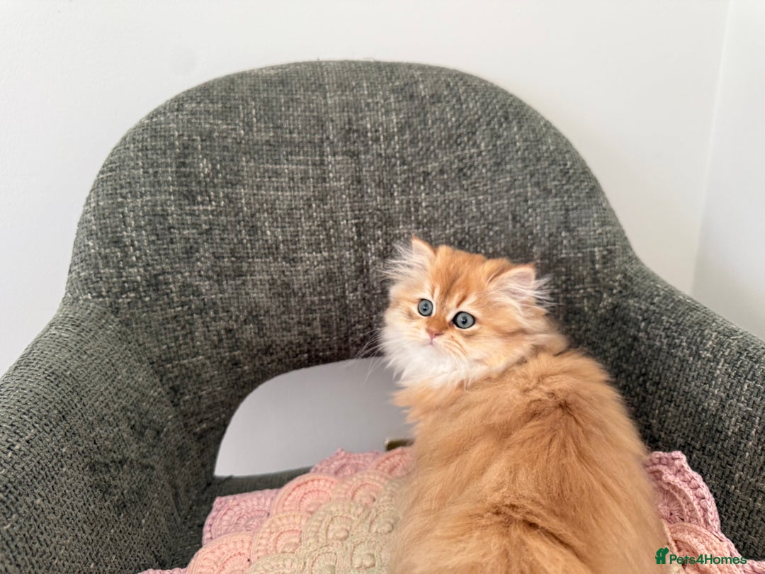 British Longhair cats for sale: Golden and Blue golden British longhairs - Advert 1