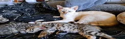 Bengal cats for sale: Snow lynx bengal kittens  - Advert 10