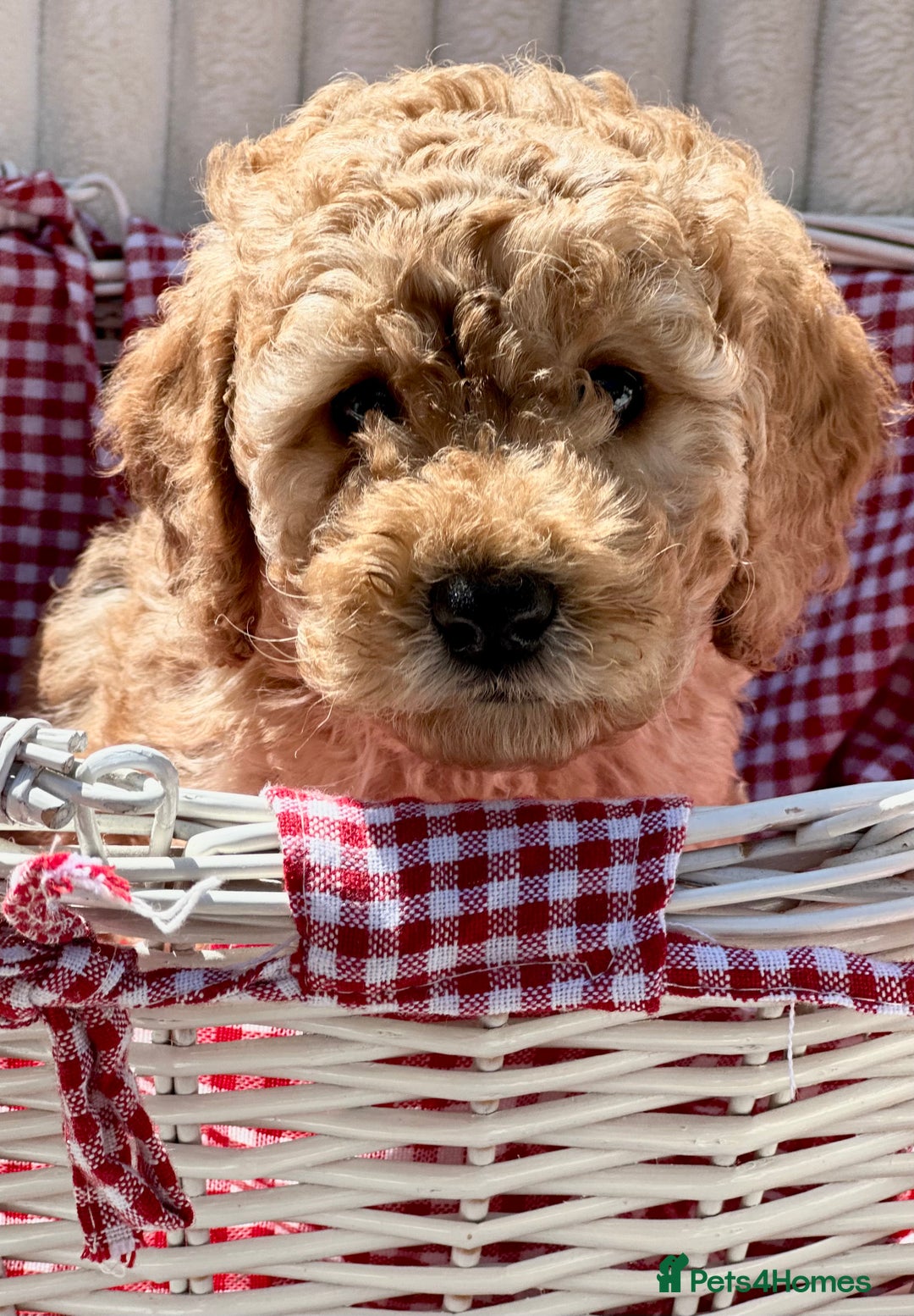 Cockapoo dogs for sale: Mini Cockapoo Puppies Kent - Image 18