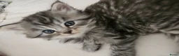 Mixed Breed cats for sale: Male Tuxedo Female Grey Tabby Persian X - Advert 4