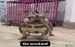 French Bulldog dogs for stud: Tiny lilac and tan stud £300 - Image 17