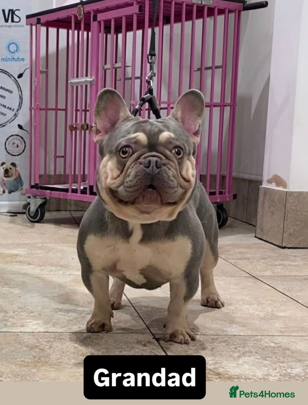 French Bulldog dogs for stud: Tiny lilac and tan stud £300 - Image 17