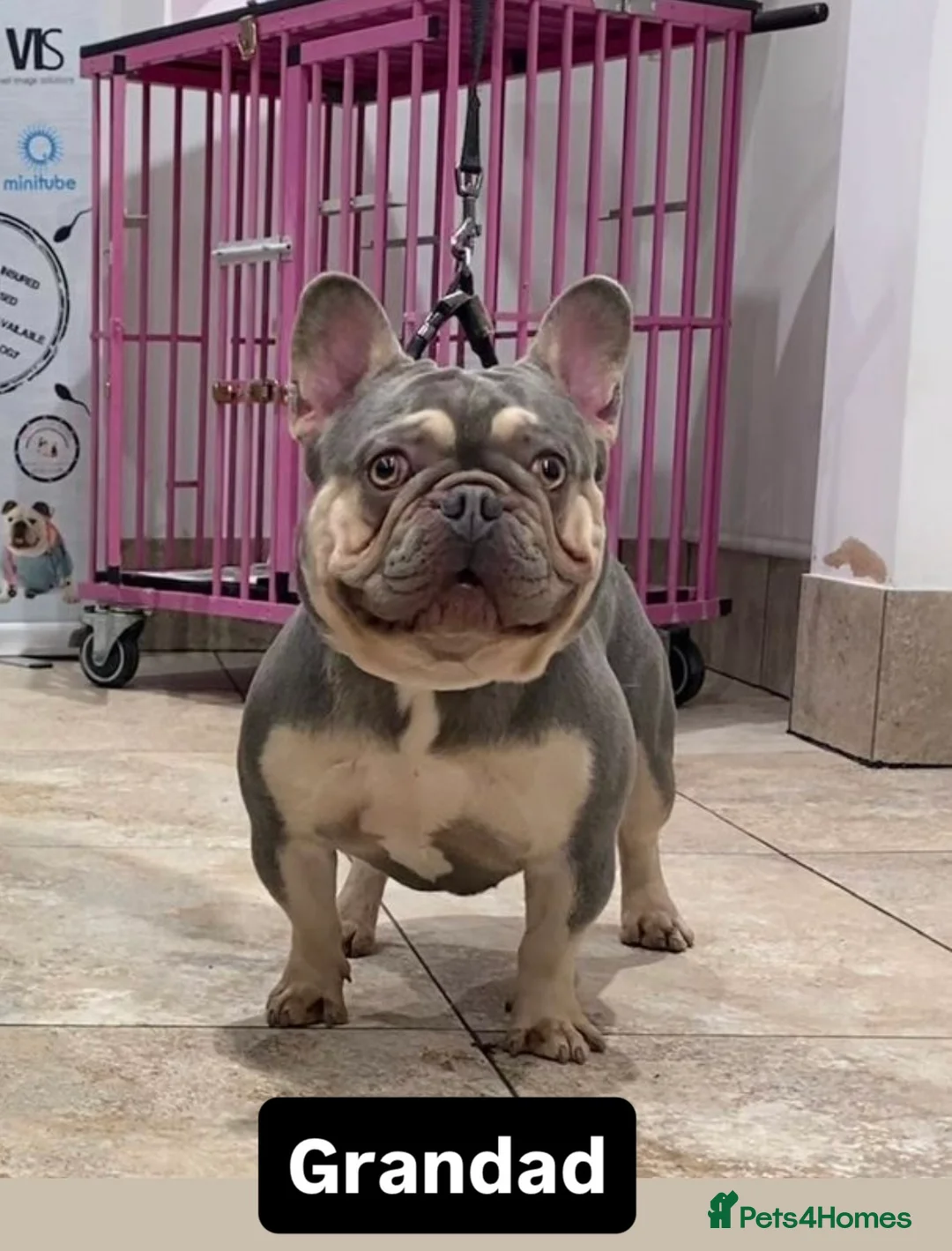 French Bulldog dogs for stud: Tiny lilac and tan stud available - Advert 17