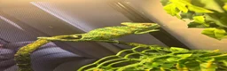 Chameleon reptiles for sale: Young male Yemen Chameleon with full set up  - Advert 2