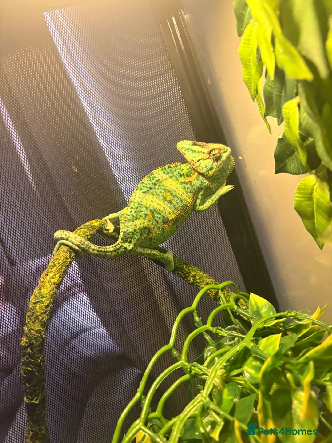 Chameleon reptiles for sale: Young male Yemen Chameleon with full set up  - Advert 2