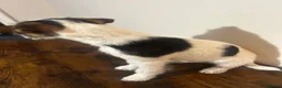 Parson Russell dogs for sale: KC reg male parsons terrier 5 1/2 months - Advert 6