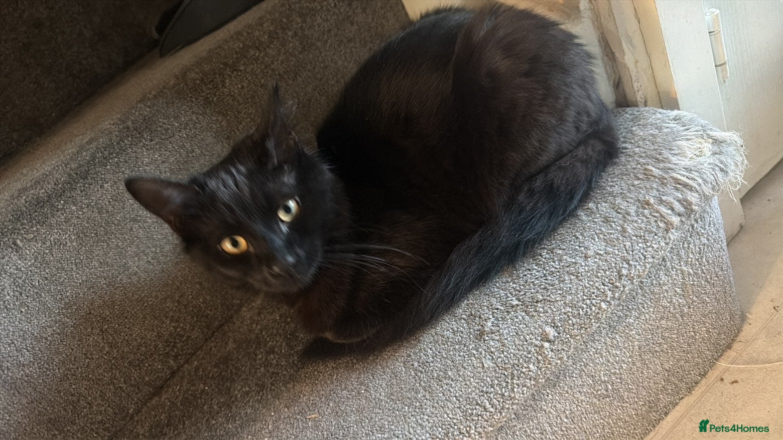 Mixed Breed cats Baby Skye captured your heart too? - Advert 1