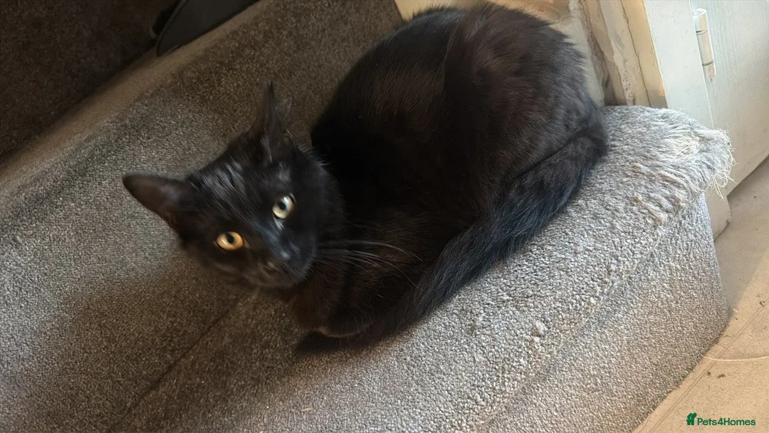 Mixed Breed cats for sale: Baby Skye captured your heart too? - Advert 1