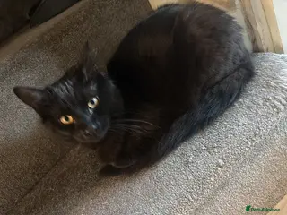 Mixed Breed cats Baby Skye captured your heart too? - Advert 1