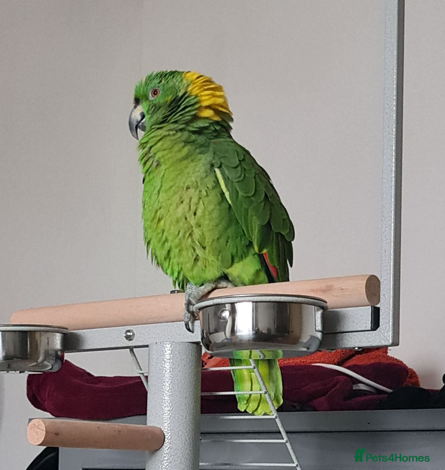 Parrots birds Male Yellow Naped Amazon - Advert 17