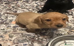 Labrador Retriever dogs for sale: Gorgeous lab puppys - Advert 6