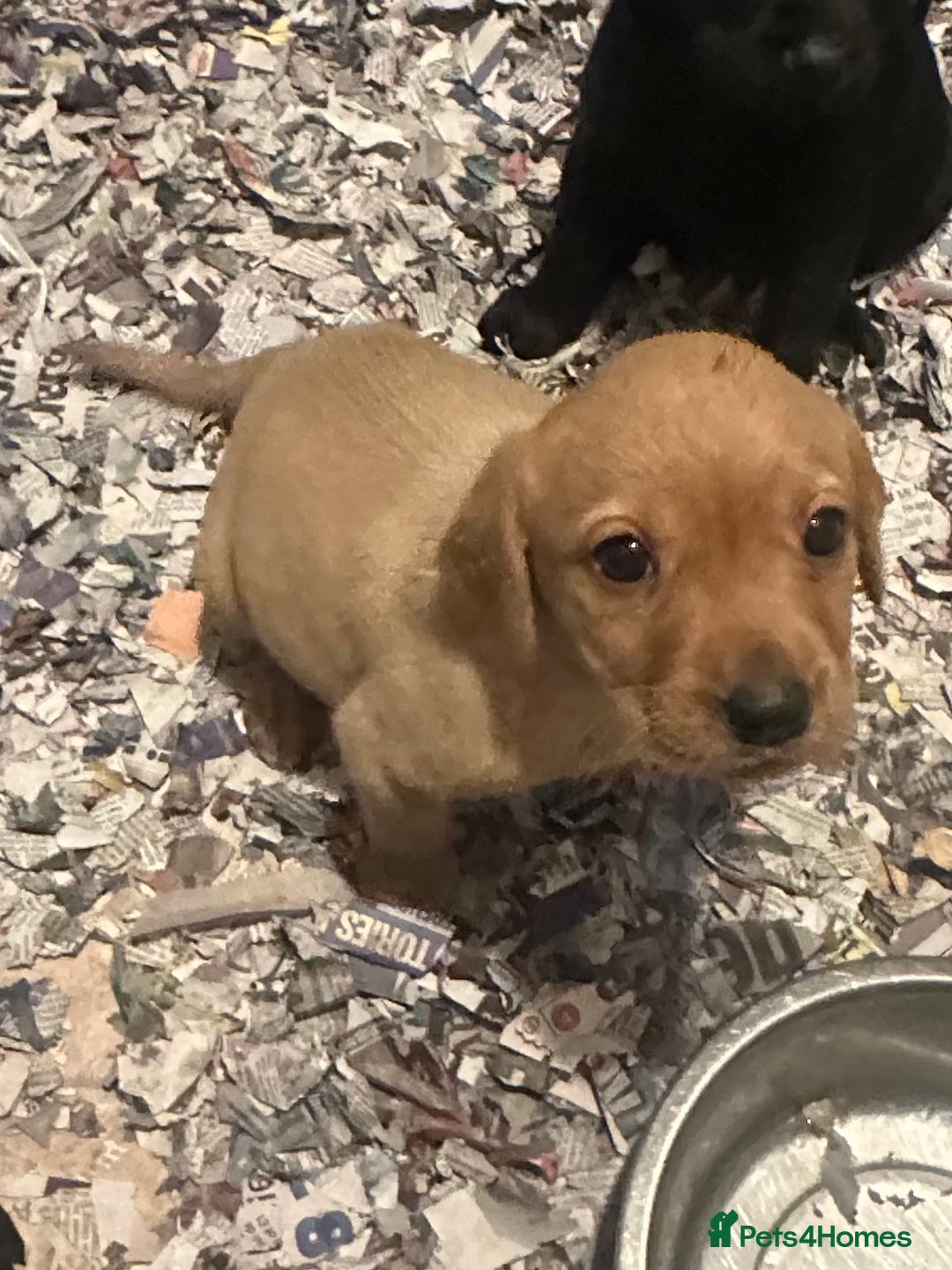 Labrador Retriever dogs for sale: Gorgeous lab puppys - Advert 6