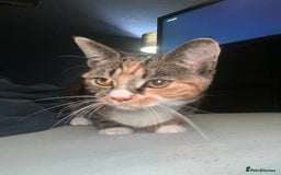 Abyssinian cats for sale: Need gone asap honest ad no time wasters  - Image 4