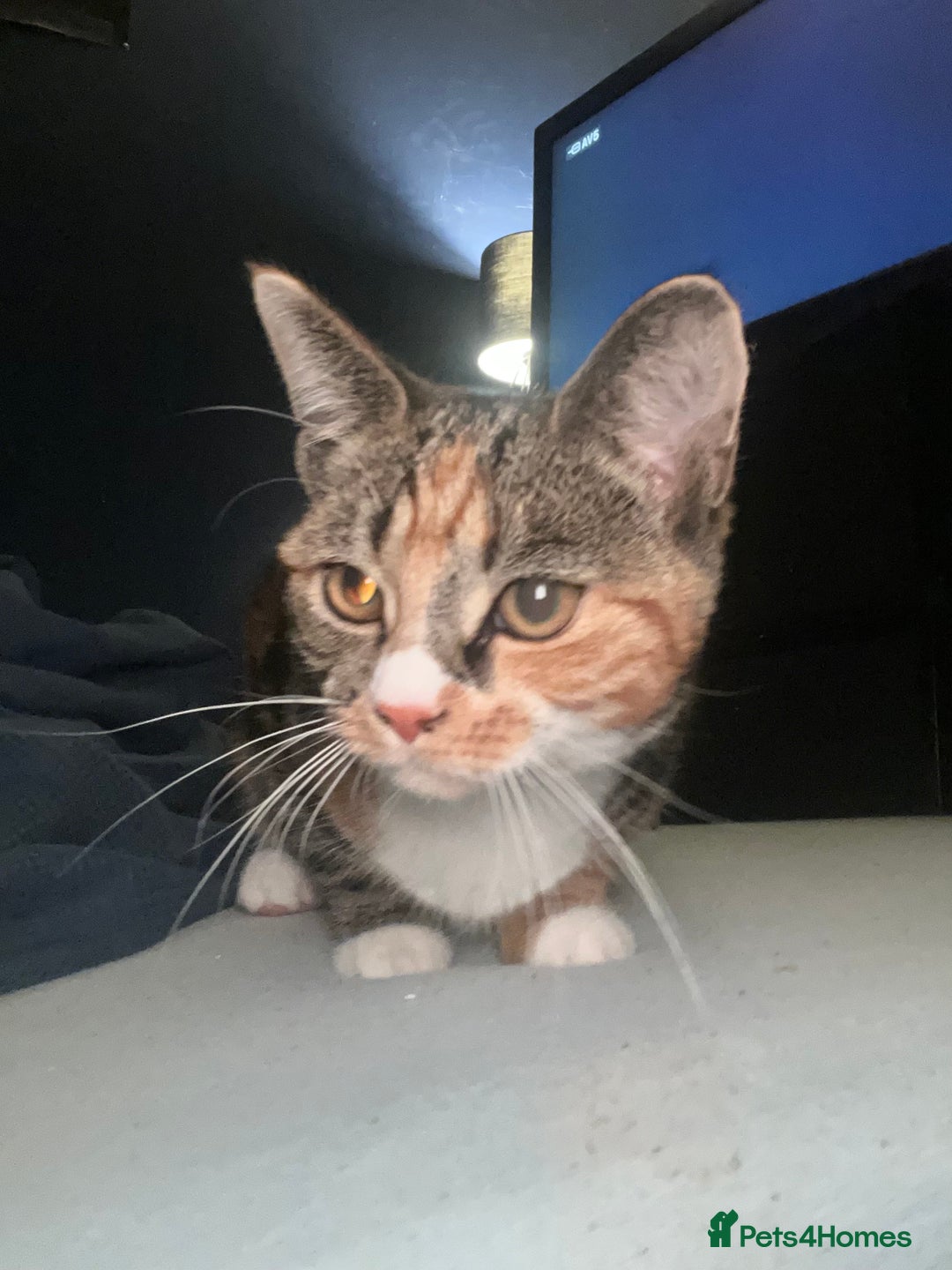 Abyssinian cats for sale: Need gone asap honest ad no time wasters  - Image 4