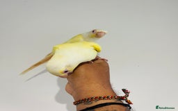 Conures birds for sale: Hand reared conures for sale - Image 8