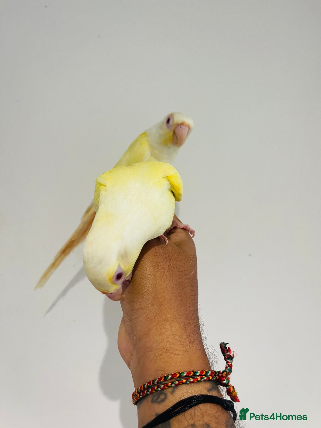Conures birds for sale: Hand reared conures for sale - Image 8