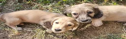 Miniature Dachshund dogs for sale: Longhaired Miniature daschund puppies 🐶  - Advert 7