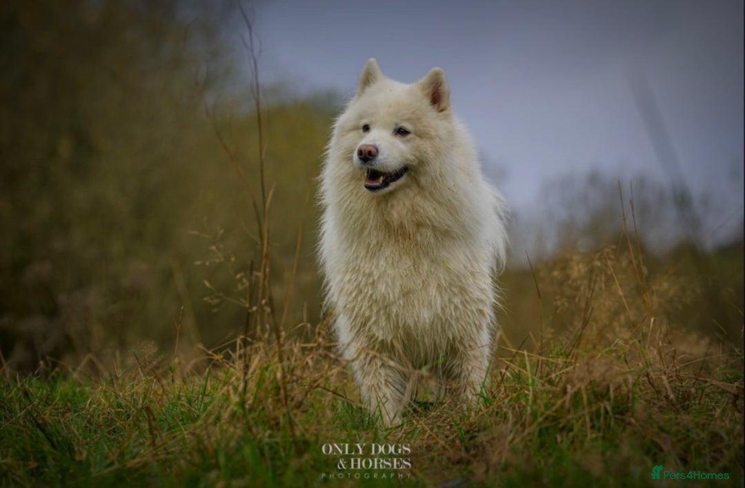 Samoyed dogs for sale: Gorgeous Samoyed Puppies  - Image 14