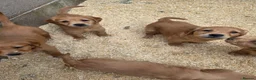 Golden Retriever dogs for sale: Kc registered dark red pups - Advert 4