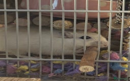 Gerbil rodents for sale: 2 male bonded gerbils looking for a new home - Advert 2