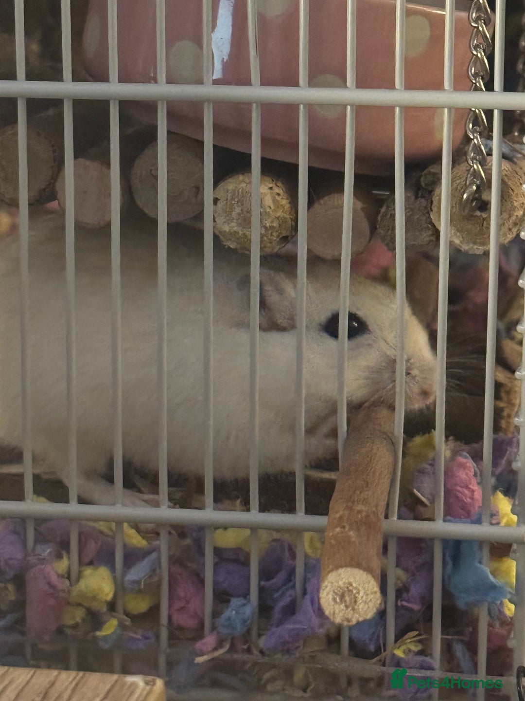 Gerbil rodents for sale: 2 male bonded gerbils looking for a new home - Advert 2