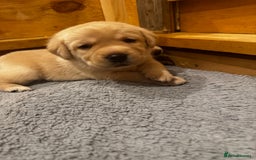 Labrador Retriever dogs for sale: English yellow Labradors  - Image 27