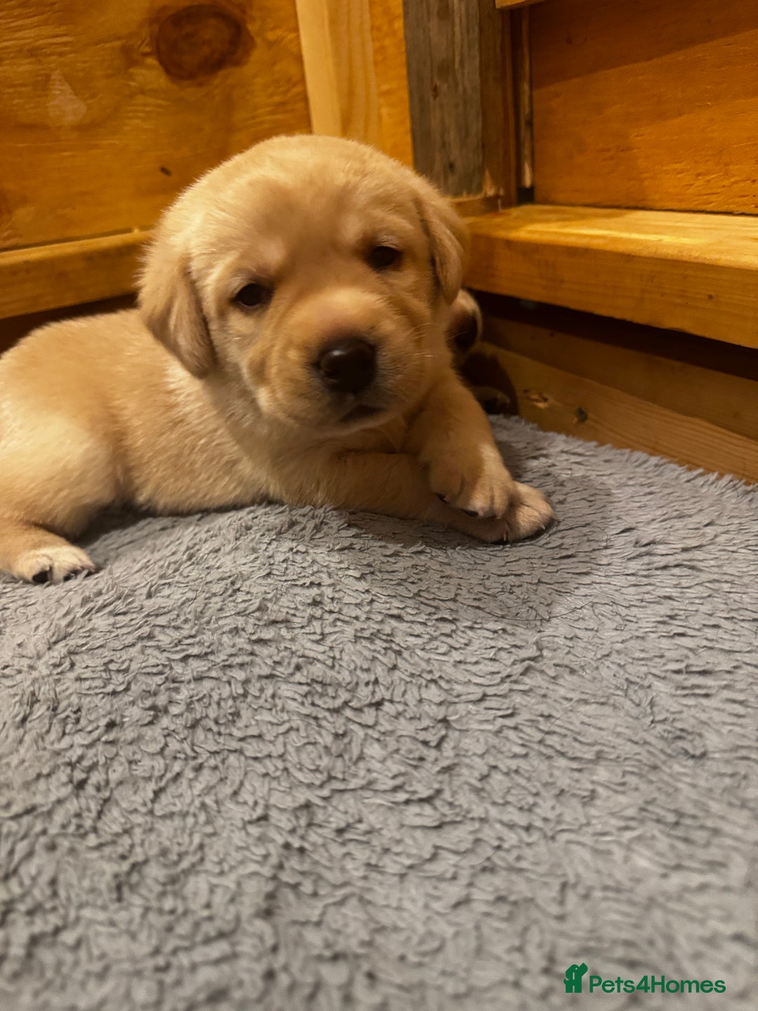 Labrador Retriever dogs for sale: English yellow Labradors  - Image 27