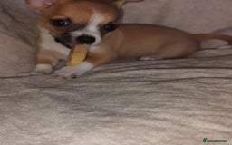 Chihuahua dogs for sale: Adorable Loving hand reared ready now Chihuahuas - Image 36