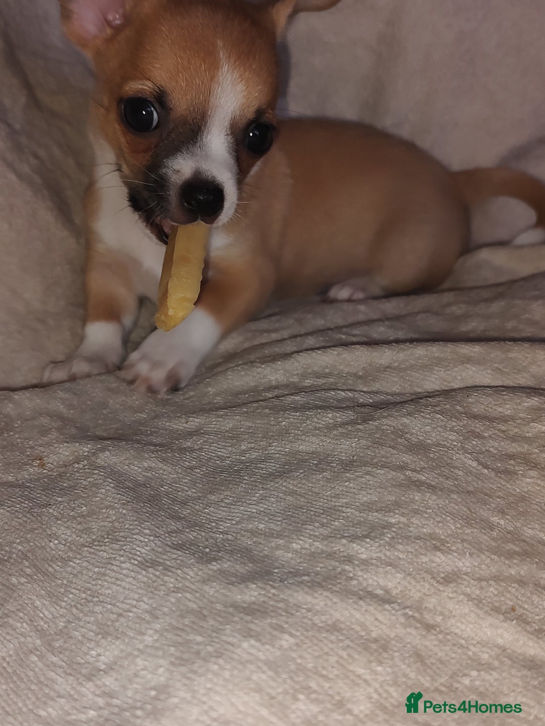 Chihuahua dogs for sale: Adorable Loving hand reared ready now Chihuahuas - Image 36