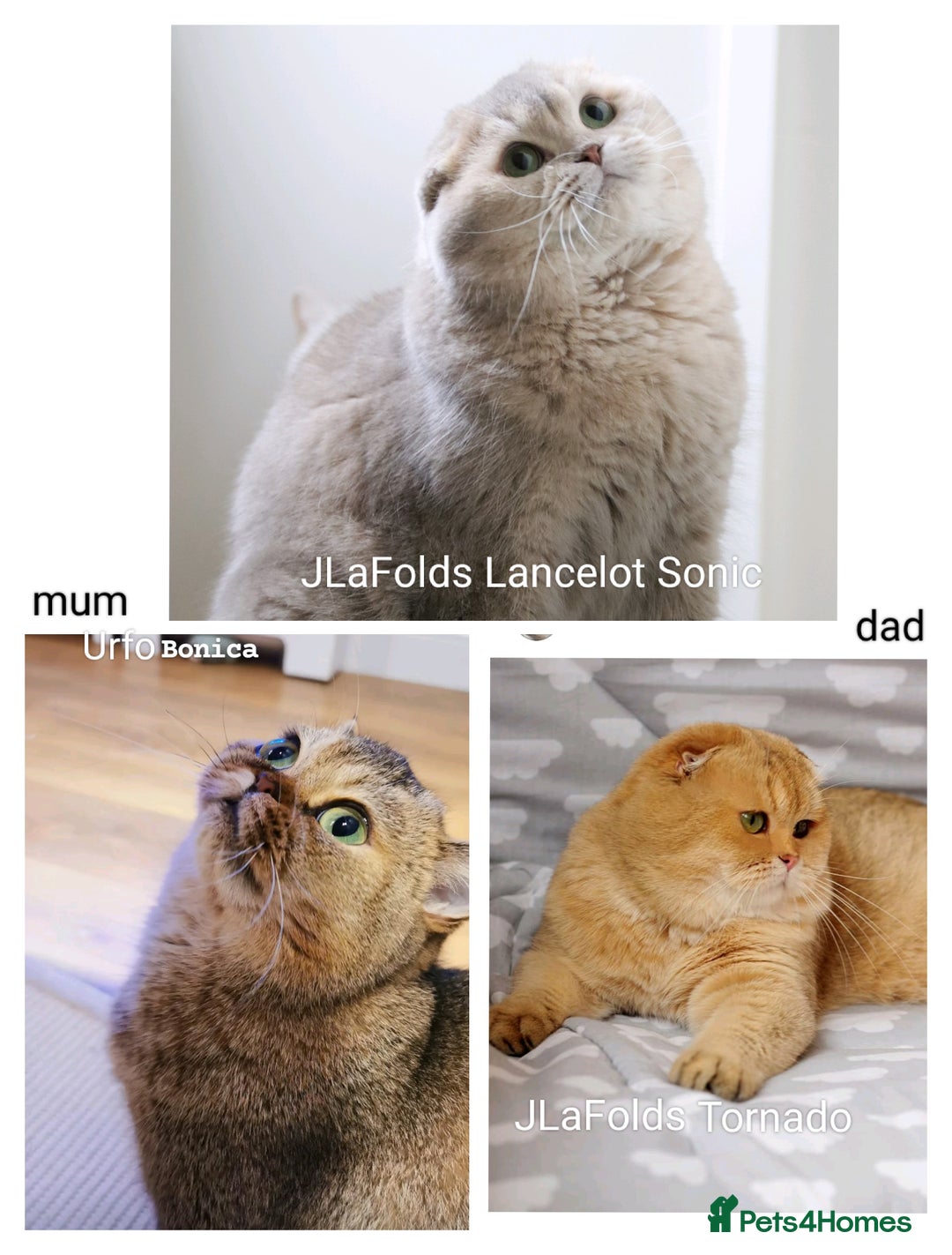 Scottish Fold cats for sale: Scottish fold/straight  - Advert 20