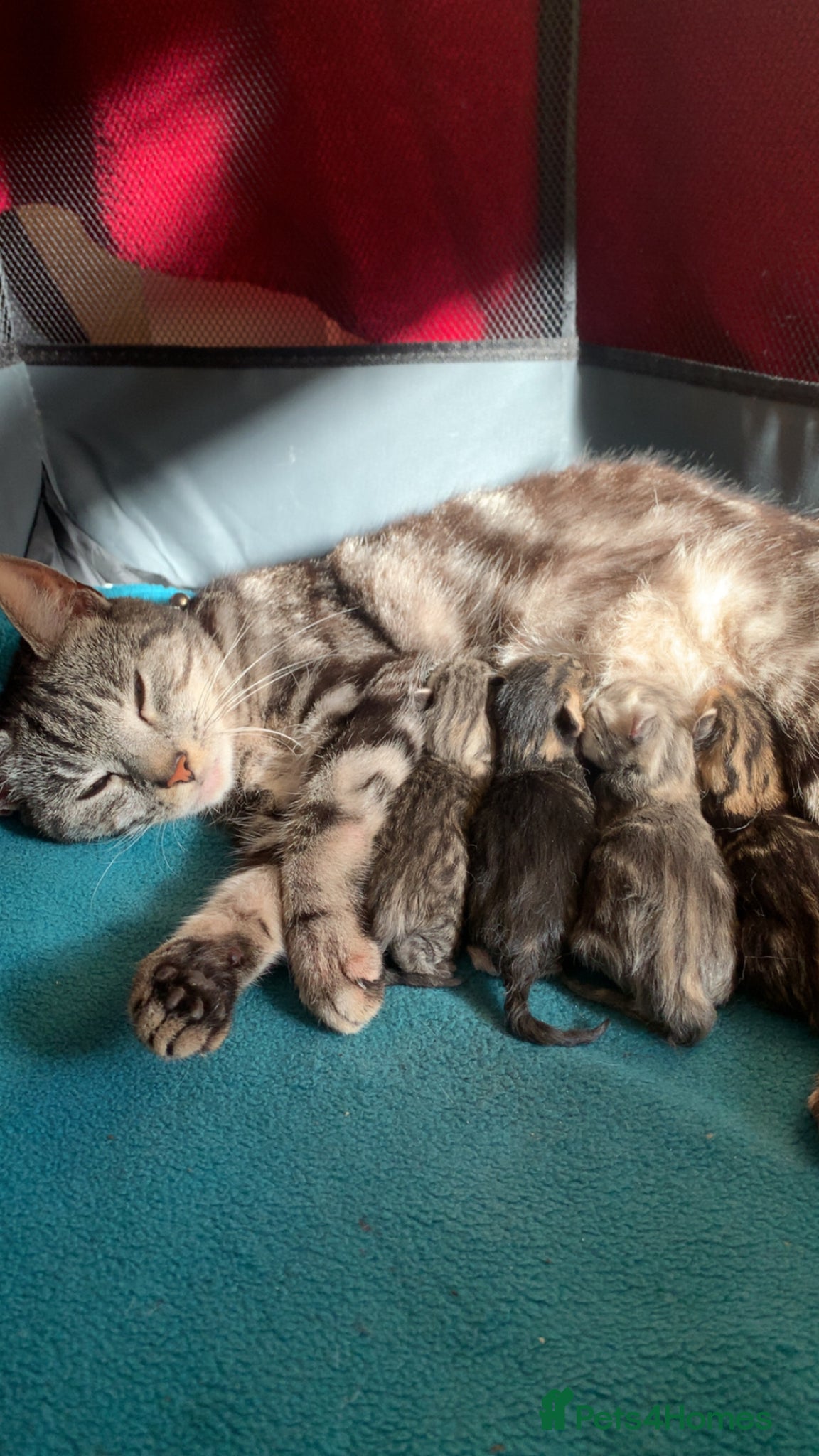 American Shorthair cats 4 American shorthair kittens - Advert 7
