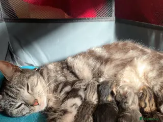 American Shorthair cats Beautiful American shorthair kittens - Advert 13