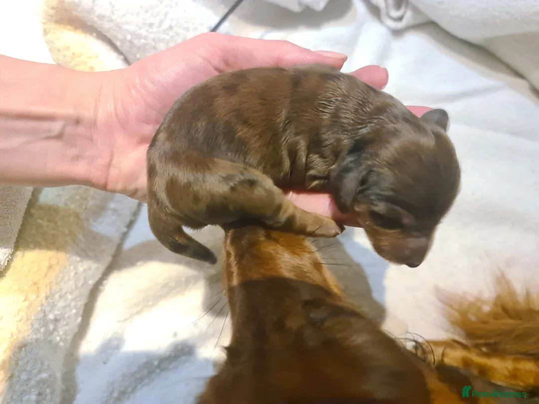 Miniature Dachshund dogs for sale: 6 beautiful long-haired dachshund pupps - Advert 18
