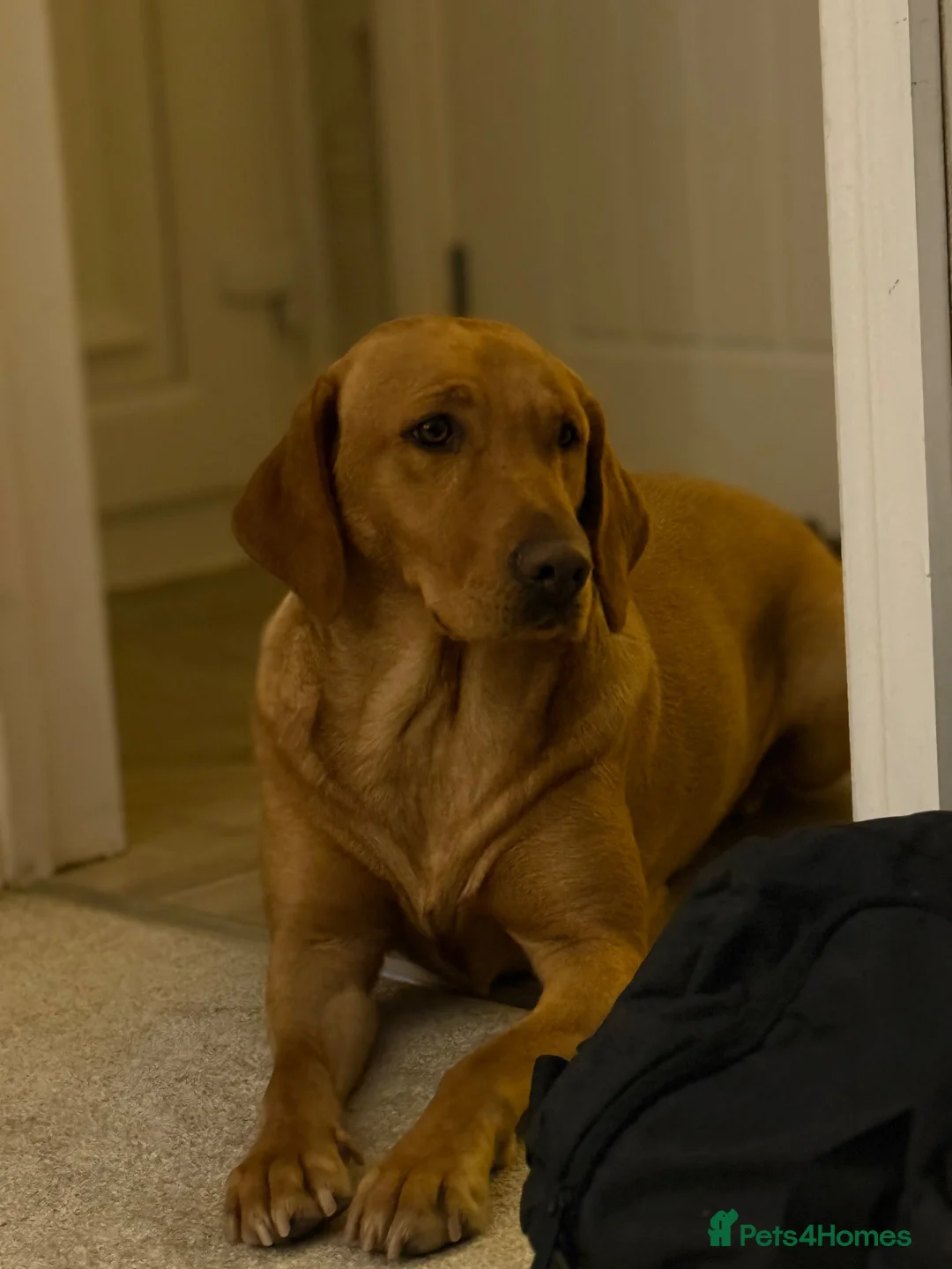 Goldador dogs for sale: Goldador puppies  - Advert 1
