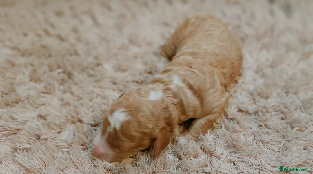 Australian Labradoodle dogs for sale: Australian Labradoodle - Advert 9