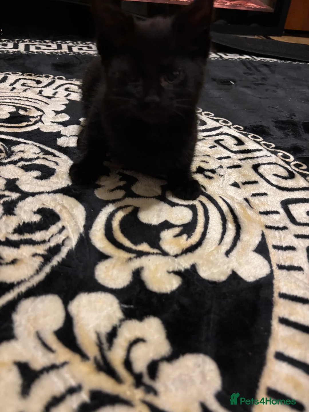 Mixed Breed cats for sale: Playful Loving Kittens Looking For Forever Homes - Advert 5