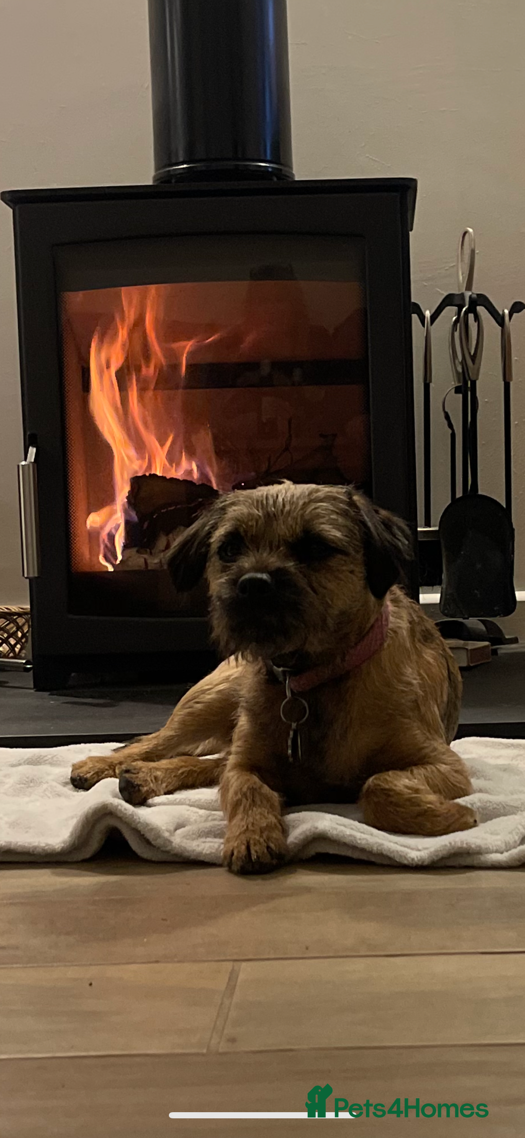 Border Terrier dogs for sale: Beautiful female border terrier  - Advert 8