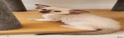 Oriental cats for sale: Modern type Oriental/siamese kittens  - Advert 8