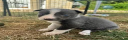 Border Collie dogs for sale: Beautiful Border Collie Puppies  - Advert 38