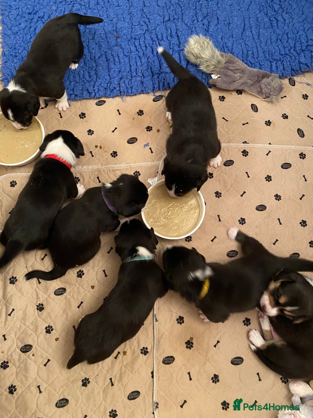 Welsh Corgi Cardigan dogs for sale: WELSH CARDIGAN CORGI BABIES - Advert 25