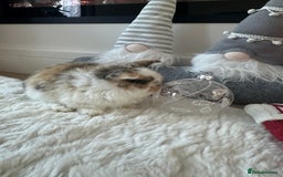 Mini Lop rabbits for sale: Baby bunnies  - Advert 13