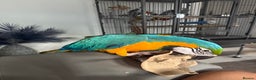 Macaws birds for sale: 2 Year Old Blue and Gold Macaw For Sale  - Advert 4